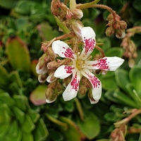 Saxifraga 'Emily Rose'